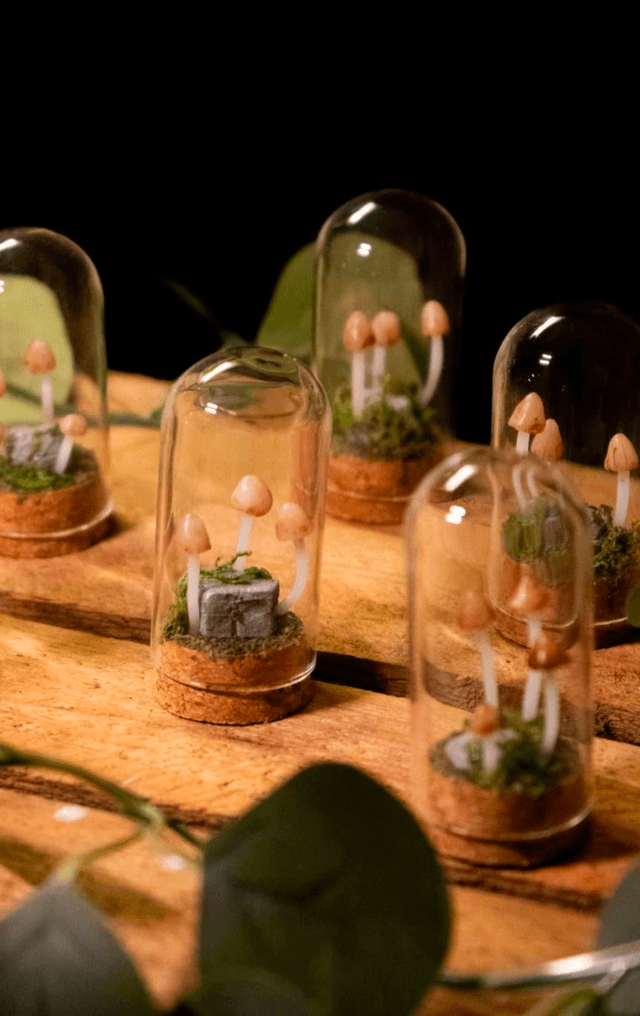 Minis champignons Psathyrelles [sur commande]