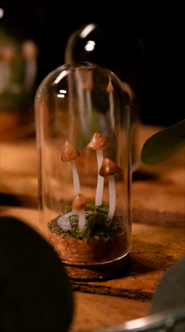 Minis champignons Psathyrelles [sur commande]